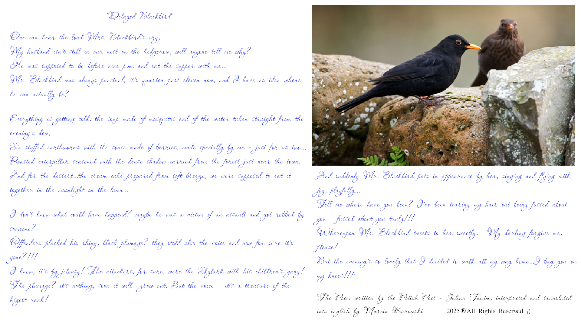 The poem entitled delayed blacbird written by Polish Poet Julian Tuwim, translated into english by Martin Kurowski in February 2025. Delayed blacbird - One can hear the loud Mrs. Blackbird's cry, My husband isn't still in our nest on the hedgerow, will anyone tell me why? He was supposed to be before nine p.m. and eat the supper with me...Mr. Blacbird was always punctual, it's quarter past eleven now, and I have no idea where he can actually be? Everything is getting cold: the soup made of mosquitos and of the water taken straight from the evening's dew, Six stuffed earthworms with the souce made of berries, made specially by me - just for us two...Roasted caterpillar seasoned with the dense shadow carried from the forest just near the town, And for the dessert...the cream cake prepared from soft breeze, we were supposed to eat it together in the moonlight on the lawn...I don't know what could have happend? maybe he was a victim of an assault and got robbed by someone? offenders plucked his shiny, black plumage? they' stold also the voice and now for sure it's gone?!!! I know, it's by jelousy! The attackers were the Skylark with his children's gang! The plumage? it's nothing, soon it will  grow out. But the voice - it's a treasure of the higest rank! And suddenly Mr. Blacbird puts in appearance by her, singing and flying with joy, playfully...Tell me where have you been? I've been tearing my hair out being fussed about you - fussed about you truly! Whereupon Mr. Blackbird tweets to her sweetly: 'My darling forgive me, please! But the evening's so lovely that I decided to walk all my way home...I bag you on my knees!!!' All rights reserved 